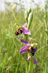 Ophrys apifera (Orchidaceae)  - Ophrys abeille - Bee Orchid Nord [France] 17/06/2006