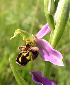 Ophrys apifera (Orchidaceae)  - Ophrys abeille - Bee Orchid Nord [France] 17/06/2006