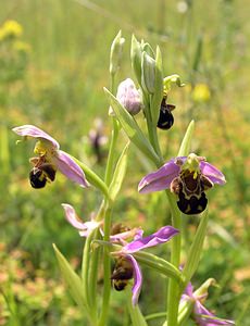 Ophrys apifera (Orchidaceae)  - Ophrys abeille - Bee Orchid Nord [France] 17/06/2006