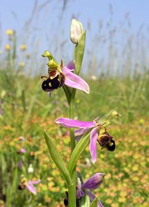 Ophrys apifera (Orchidaceae)  - Ophrys abeille - Bee Orchid Nord [France] 17/06/2006