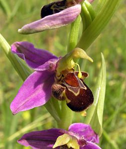 Ophrys apifera (Orchidaceae)  - Ophrys abeille - Bee Orchid Nord [France] 17/06/2006