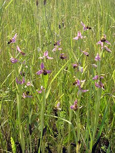 Ophrys apifera (Orchidaceae)  - Ophrys abeille - Bee Orchid Nord [France] 17/06/2006