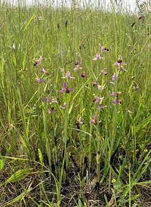 Ophrys apifera (Orchidaceae)  - Ophrys abeille - Bee Orchid Nord [France] 17/06/2006