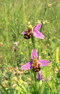 Ophrys apifera (Orchidaceae)  - Ophrys abeille - Bee Orchid Nord [France] 17/06/2006