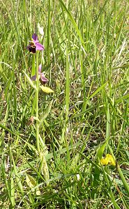 Ophrys fuciflora (Orchidaceae)  - Ophrys bourdon, Ophrys frelon - Late Spider-orchid Aisne [France] 11/06/2006 - 120m