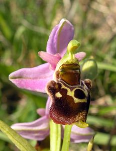 Ophrys fuciflora (Orchidaceae)  - Ophrys bourdon, Ophrys frelon - Late Spider-orchid Aisne [France] 11/06/2006 - 120m