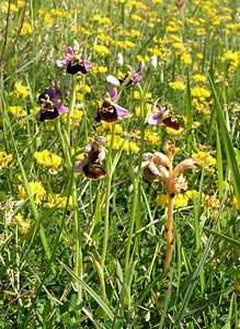 Ophrys fuciflora (Orchidaceae)  - Ophrys bourdon, Ophrys frelon - Late Spider-orchid Aisne [France] 11/06/2006 - 120m