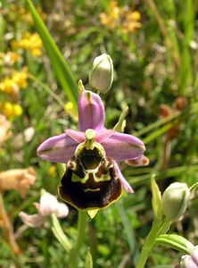 Ophrys fuciflora (Orchidaceae)  - Ophrys bourdon, Ophrys frelon - Late Spider-orchid Aisne [France] 11/06/2006 - 120m