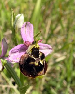 Ophrys fuciflora (Orchidaceae)  - Ophrys bourdon, Ophrys frelon - Late Spider-orchid Aisne [France] 11/06/2006 - 120m