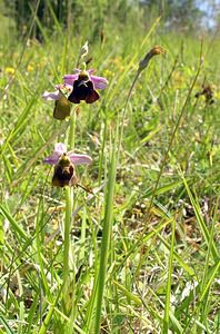 Ophrys fuciflora (Orchidaceae)  - Ophrys bourdon, Ophrys frelon - Late Spider-orchid Aisne [France] 11/06/2006 - 120m