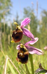 Ophrys fuciflora (Orchidaceae)  - Ophrys bourdon, Ophrys frelon - Late Spider-orchid Aisne [France] 11/06/2006 - 120m