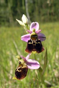 Ophrys fuciflora (Orchidaceae)  - Ophrys bourdon, Ophrys frelon - Late Spider-orchid Aisne [France] 11/06/2006 - 120m