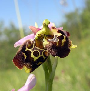 Ophrys fuciflora (Orchidaceae)  - Ophrys bourdon, Ophrys frelon - Late Spider-orchid Aisne [France] 11/06/2006 - 120m