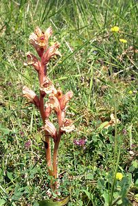 Orobanche alba (Orobanchaceae)  - Orobanche blanche, Orobanche du thym - Thyme Broomrape Aisne [France] 11/06/2006 - 130m