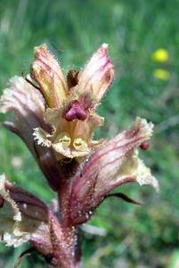 Orobanche alba (Orobanchaceae)  - Orobanche blanche, Orobanche du thym - Thyme Broomrape Aisne [France] 11/06/2006 - 130m