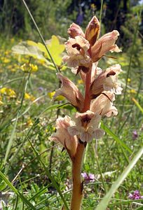 Orobanche alba (Orobanchaceae)  - Orobanche blanche, Orobanche du thym - Thyme Broomrape Aisne [France] 11/06/2006 - 110m