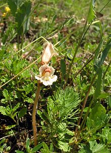 Orobanche alba (Orobanchaceae)  - Orobanche blanche, Orobanche du thym - Thyme Broomrape Aisne [France] 11/06/2006 - 100m