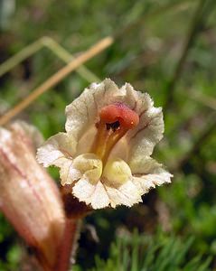 Orobanche alba (Orobanchaceae)  - Orobanche blanche, Orobanche du thym - Thyme Broomrape Aisne [France] 11/06/2006 - 100m