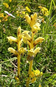 Orobanche teucrii (Orobanchaceae)  - Orobanche de la germandrée Aisne [France] 11/06/2006 - 120mO. teucrii f. aurea Teyber., tr?s rare.