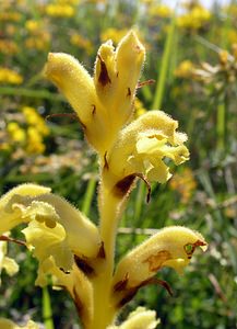 Orobanche teucrii (Orobanchaceae)  - Orobanche de la germandrée Aisne [France] 11/06/2006 - 120mO. teucrii f. aurea Teyber., tr?s rare.