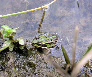 Pelophylax kl. esculentus (Ranidae)  - Grenouille verte, Grenouille commune - Edible Frog Ardennes [France] 25/06/2006 - 260m