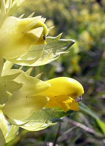 Rhinanthus minor (Orobanchaceae)  - Rhinanthe mineur, Petit cocriste, Petit rhinanthe, Rhinanthe à petites fleurs - Yellow-rattle Pas-de-Calais [France] 03/06/2006 - 10m