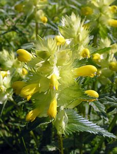 Rhinanthus minor (Orobanchaceae)  - Rhinanthe mineur, Petit cocriste, Petit rhinanthe, Rhinanthe à petites fleurs - Yellow-rattle Pas-de-Calais [France] 03/06/2006 - 10m