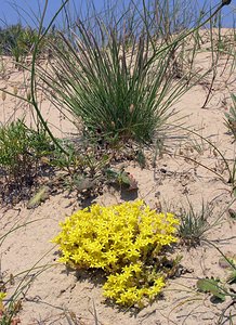 Sedum acre (Crassulaceae)  - Orpin âcre, Poivre de muraille, Vermiculaire, Poivre des murailles - Biting Stonecrop Nord [France] 17/06/2006 - 10m