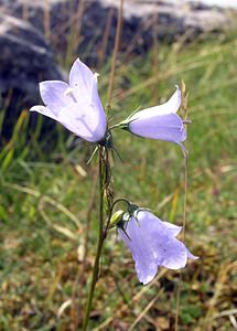 Campanula rotundifolia (Campanulaceae)  - Campanule à feuilles rondes - Harebell North Yorkshire [Royaume-Uni] 22/07/2006 - 350m