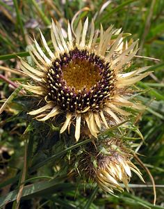 Carlina vulgaris (Asteraceae)  - Carline commune, Chardon doré - Carline Thistle North Yorkshire [Royaume-Uni] 22/07/2006 - 350m