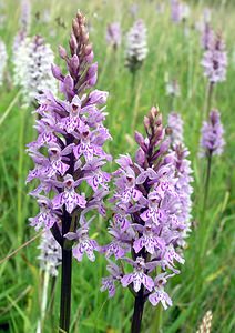 Dactylorhiza fuchsii (Orchidaceae)  - Dactylorhize de Fuchs, Orchis de Fuchs, Orchis tacheté des bois, Orchis de Meyer, Orchis des bois - Common Spotted-orchid Northumberland [Royaume-Uni] 08/07/2006 - 150m