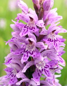 Dactylorhiza fuchsii (Orchidaceae)  - Dactylorhize de Fuchs, Orchis de Fuchs, Orchis tacheté des bois, Orchis de Meyer, Orchis des bois - Common Spotted-orchid Northumberland [Royaume-Uni] 08/07/2006 - 150m