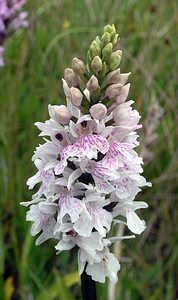 Dactylorhiza fuchsii (Orchidaceae)  - Dactylorhize de Fuchs, Orchis de Fuchs, Orchis tacheté des bois, Orchis de Meyer, Orchis des bois - Common Spotted-orchid Northumberland [Royaume-Uni] 08/07/2006 - 150m