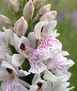 Dactylorhiza fuchsii (Orchidaceae)  - Dactylorhize de Fuchs, Orchis de Fuchs, Orchis tacheté des bois, Orchis de Meyer, Orchis des bois - Common Spotted-orchid Northumberland [Royaume-Uni] 08/07/2006 - 150m