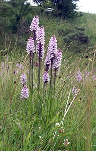 Dactylorhiza fuchsii (Orchidaceae)  - Dactylorhize de Fuchs, Orchis de Fuchs, Orchis tacheté des bois, Orchis de Meyer, Orchis des bois - Common Spotted-orchid Northumberland [Royaume-Uni] 08/07/2006 - 150m