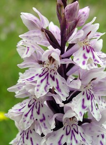 Dactylorhiza fuchsii (Orchidaceae)  - Dactylorhize de Fuchs, Orchis de Fuchs, Orchis tacheté des bois, Orchis de Meyer, Orchis des bois - Common Spotted-orchid Northumberland [Royaume-Uni] 08/07/2006 - 150m