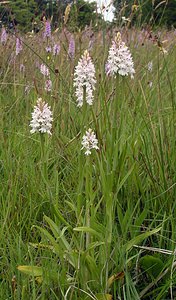 Dactylorhiza fuchsii (Orchidaceae)  - Dactylorhize de Fuchs, Orchis de Fuchs, Orchis tacheté des bois, Orchis de Meyer, Orchis des bois - Common Spotted-orchid Northumberland [Royaume-Uni] 08/07/2006 - 150m