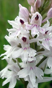 Dactylorhiza fuchsii (Orchidaceae)  - Dactylorhize de Fuchs, Orchis de Fuchs, Orchis tacheté des bois, Orchis de Meyer, Orchis des bois - Common Spotted-orchid Northumberland [Royaume-Uni] 08/07/2006 - 150m