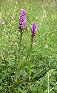 Dactylorhiza fuchsii (Orchidaceae)  - Dactylorhize de Fuchs, Orchis de Fuchs, Orchis tacheté des bois, Orchis de Meyer, Orchis des bois - Common Spotted-orchid Northumberland [Royaume-Uni] 08/07/2006 - 150m