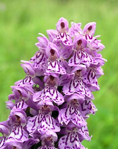 Dactylorhiza fuchsii (Orchidaceae)  - Dactylorhize de Fuchs, Orchis de Fuchs, Orchis tacheté des bois, Orchis de Meyer, Orchis des bois - Common Spotted-orchid Northumberland [Royaume-Uni] 08/07/2006 - 150m