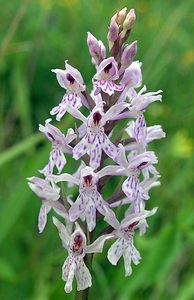 Dactylorhiza fuchsii (Orchidaceae)  - Dactylorhize de Fuchs, Orchis de Fuchs, Orchis tacheté des bois, Orchis de Meyer, Orchis des bois - Common Spotted-orchid Northumberland [Royaume-Uni] 08/07/2006 - 150m