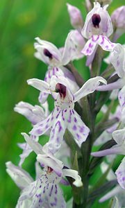 Dactylorhiza fuchsii (Orchidaceae)  - Dactylorhize de Fuchs, Orchis de Fuchs, Orchis tacheté des bois, Orchis de Meyer, Orchis des bois - Common Spotted-orchid Northumberland [Royaume-Uni] 08/07/2006 - 150m