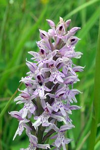 Dactylorhiza fuchsii (Orchidaceae)  - Dactylorhize de Fuchs, Orchis de Fuchs, Orchis tacheté des bois, Orchis de Meyer, Orchis des bois - Common Spotted-orchid Northumberland [Royaume-Uni] 08/07/2006 - 150m