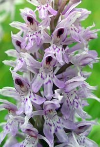 Dactylorhiza fuchsii (Orchidaceae)  - Dactylorhize de Fuchs, Orchis de Fuchs, Orchis tacheté des bois, Orchis de Meyer, Orchis des bois - Common Spotted-orchid Northumberland [Royaume-Uni] 08/07/2006 - 150m