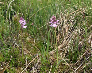 Dactylorhiza maculata (Orchidaceae)  - Dactylorhize maculé, Orchis tacheté, Orchis maculé - Heath Spotted-orchid Highland [Royaume-Uni] 10/07/2006 - 610m