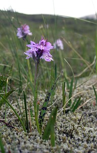 Dactylorhiza maculata (Orchidaceae)  - Dactylorhize maculé, Orchis tacheté, Orchis maculé - Heath Spotted-orchid Highland [Royaume-Uni] 10/07/2006 - 620m