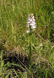 Dactylorhiza maculata (Orchidaceae)  - Dactylorhize maculé, Orchis tacheté, Orchis maculé - Heath Spotted-orchid Highland [Royaume-Uni] 10/07/2006 - 610m