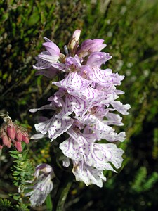 Dactylorhiza maculata (Orchidaceae)  - Dactylorhize maculé, Orchis tacheté, Orchis maculé - Heath Spotted-orchid Highland [Royaume-Uni] 10/07/2006 - 610m