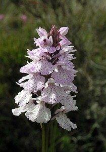 Dactylorhiza maculata (Orchidaceae)  - Dactylorhize maculé, Orchis tacheté, Orchis maculé - Heath Spotted-orchid Highland [Royaume-Uni] 11/07/2006 - 220m