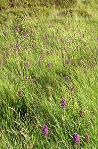 Dactylorhiza purpurella (Orchidaceae)  - Deep Purple Dactylorhiza Highland [Royaume-Uni] 13/07/2006 - 30m